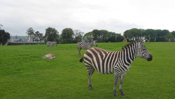 Fota Wildlife Park