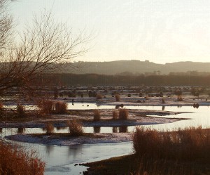 The Gearagh post glacial alluvial forest Macroom